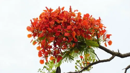 How to grow Gulmohar tree?