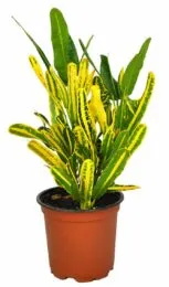 Banana croton plant