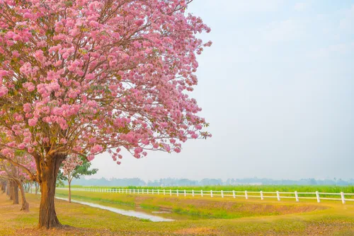 All about Tabebuia rosea tree