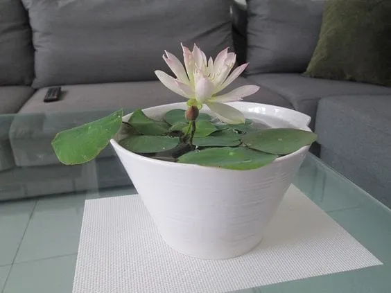 Top 10 indoor water plants to grow at home