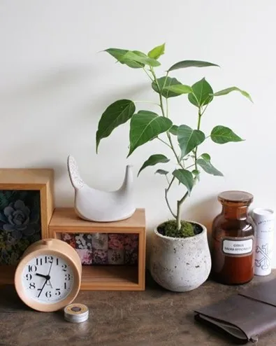 Lucky plants for the home: Plants that bring money and good luck