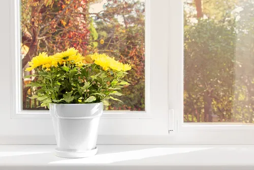 Indoor plants and their effect on Vastu