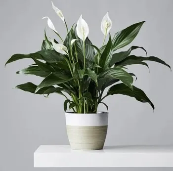 Lucky plants for the home: Plants that bring money and good luck