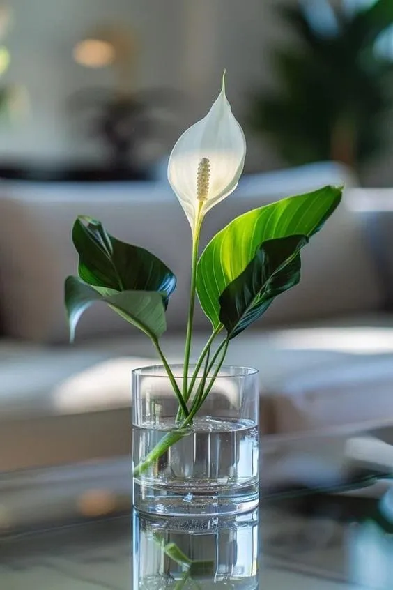 Top 10 indoor water plants to grow at home