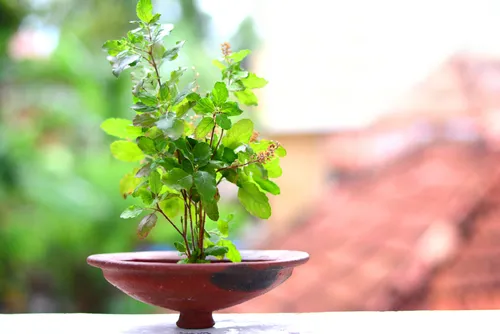 Lucky plants for the home: Plants that bring money and good luck