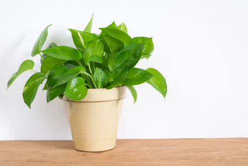 Money plant Vastu: Right direction for placing money plant at home and tips to follow