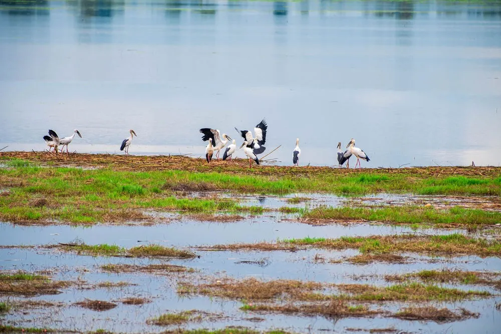 Places to visit near Bangalore: Kokkare Bellur Bird Sanctuary