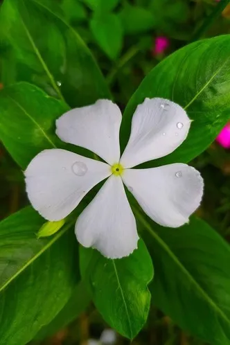 Lucky plants for the home: Plants that bring money and good luck