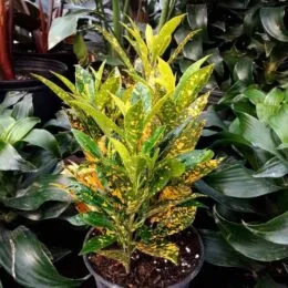 Gold croton