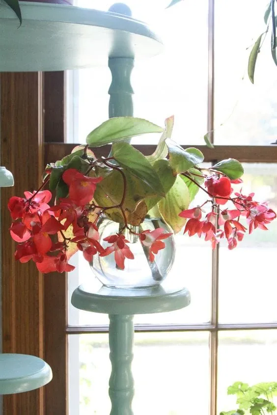 Top 10 indoor water plants to grow at home