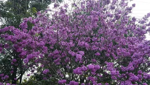 All about Tabebuia rosea tree