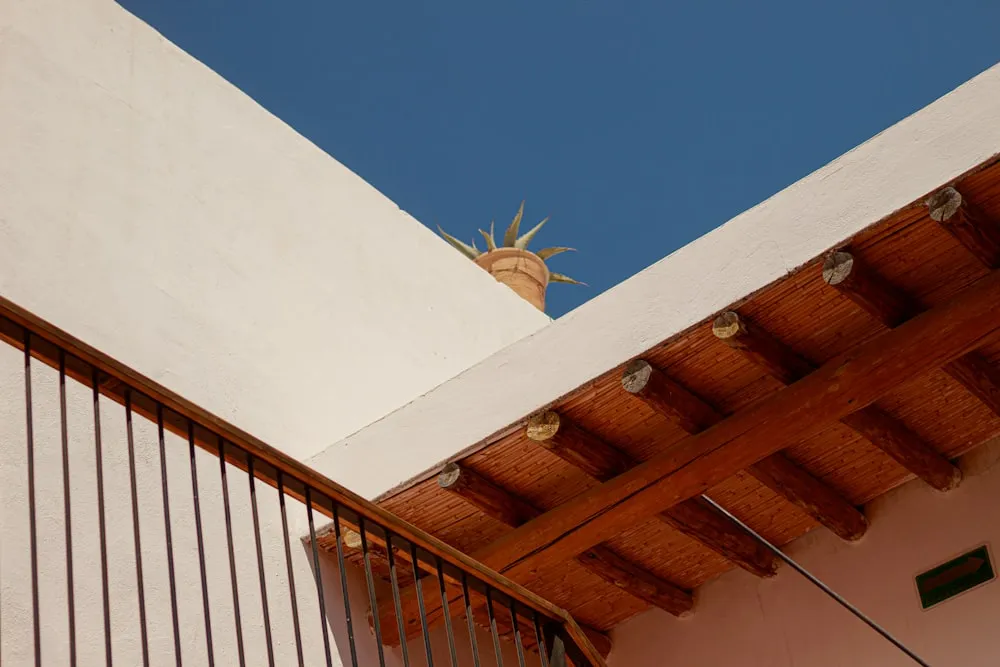 a plant growing on a roof