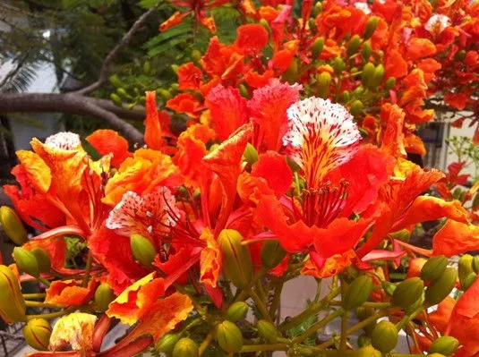 How to grow Gulmohar tree?