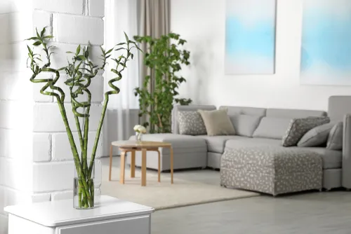 Indoor plants and their effect on Vastu