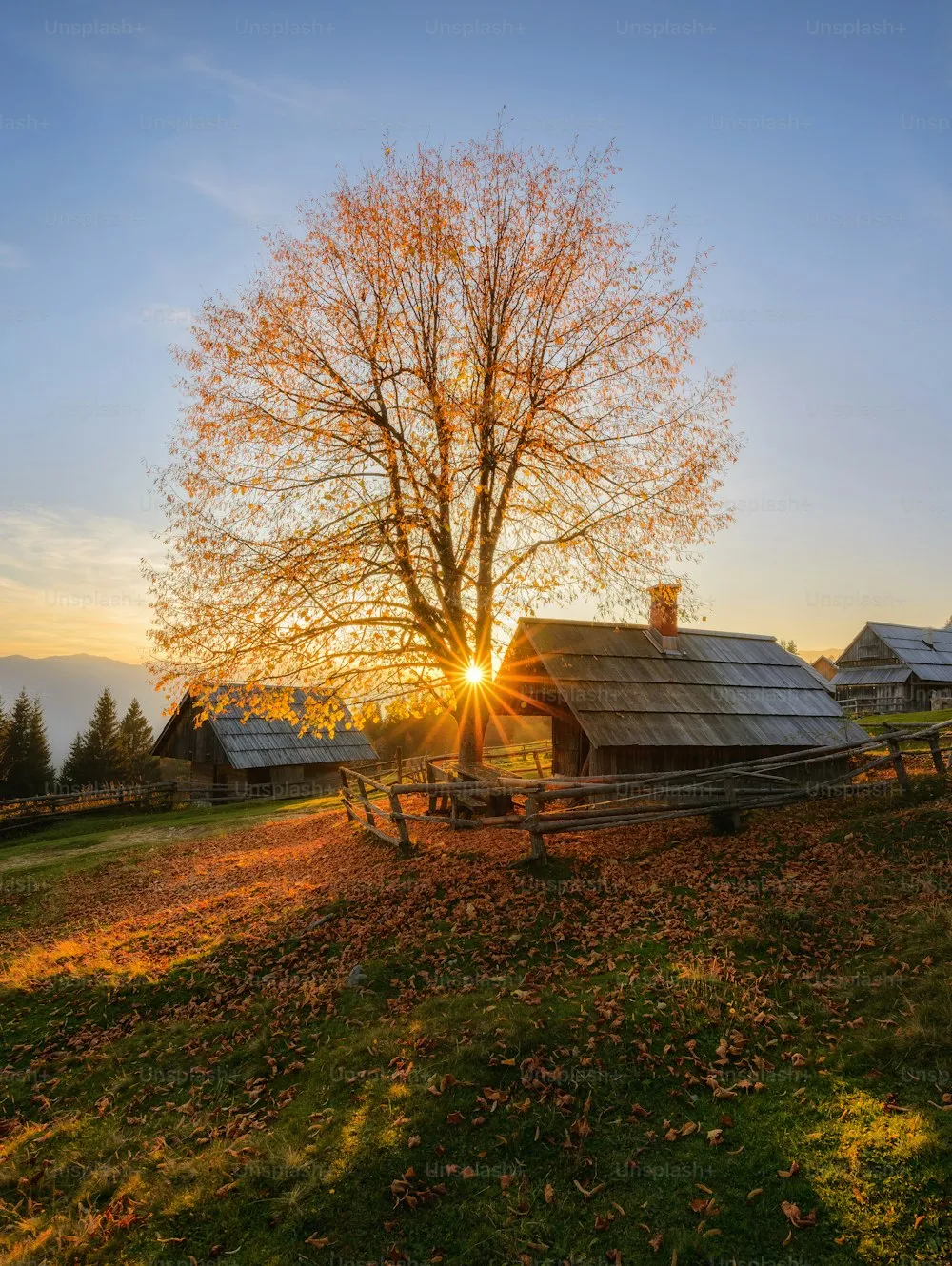 the sun is setting behind a tree in a field