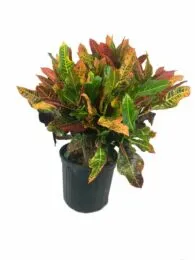 Croton oakflower