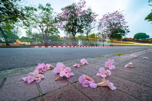 All about Tabebuia rosea tree