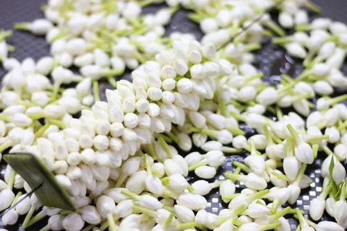 What is Jasmine Flower and what are its many benefits?