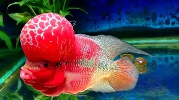 Fish aquariums: Benefits of keeping fish aquariums to bring positivity to your home, as per Vastu Shastra