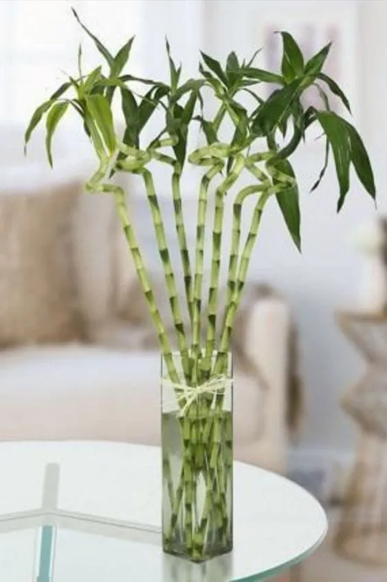 Top 10 indoor water plants to grow at home