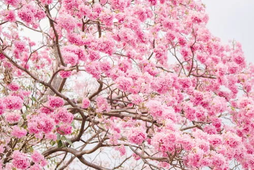 All about Tabebuia rosea tree