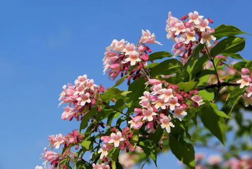 What is Jasmine Flower and what are its many benefits?