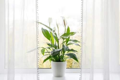 Indoor plants and their effect on Vastu