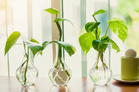 Top 10 indoor water plants to grow at home