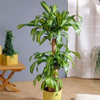 Lucky plants for the home: Plants that bring money and good luck